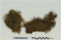 藏品(青苔屬)的圖片